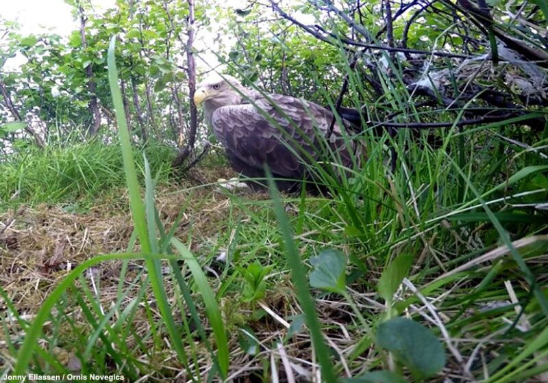 Une femelle de Pygargue à queue blanche couve des œufs d’Oies cendrées en Norvège