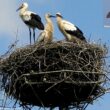 Les nids de Cigognes blanches peuvent servir de sites d’alimentation pour les chauves-souris