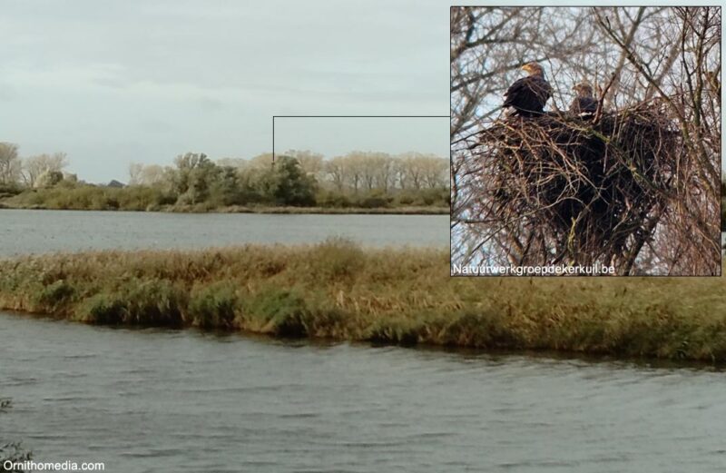 Première naissance en 2024 d’un Pygargue à queue blanche en Belgique depuis près de 500 ans