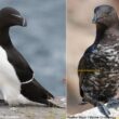 Un spectaculaire Pingouin torda mélanique observé au Canada
