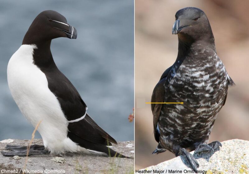 Un spectaculaire Pingouin torda mélanique observé au Canada