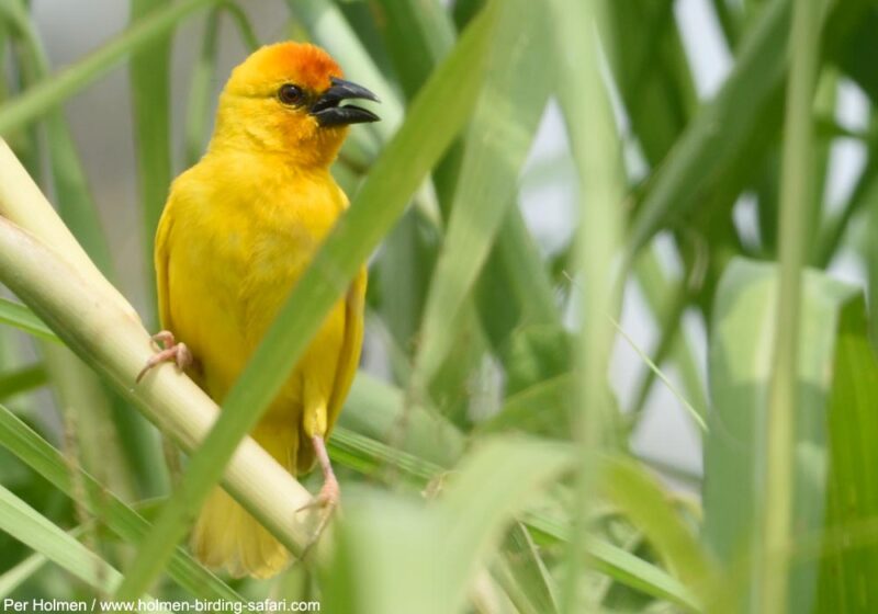 Découverte en Tanzanie d’une nouvelle colonie du rare et localisé Malimbe (ou Tisserin) du Ruvu