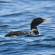 Deux bons secteurs marins pour observer le Plongeon à bec blanc en plumage nuptial en avril en Grande-Bretagne et au Danemark