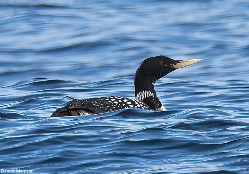 Deux bons secteurs marins pour observer le Plongeon à bec blanc en plumage nuptial en avril en Grande-Bretagne et au Danemark