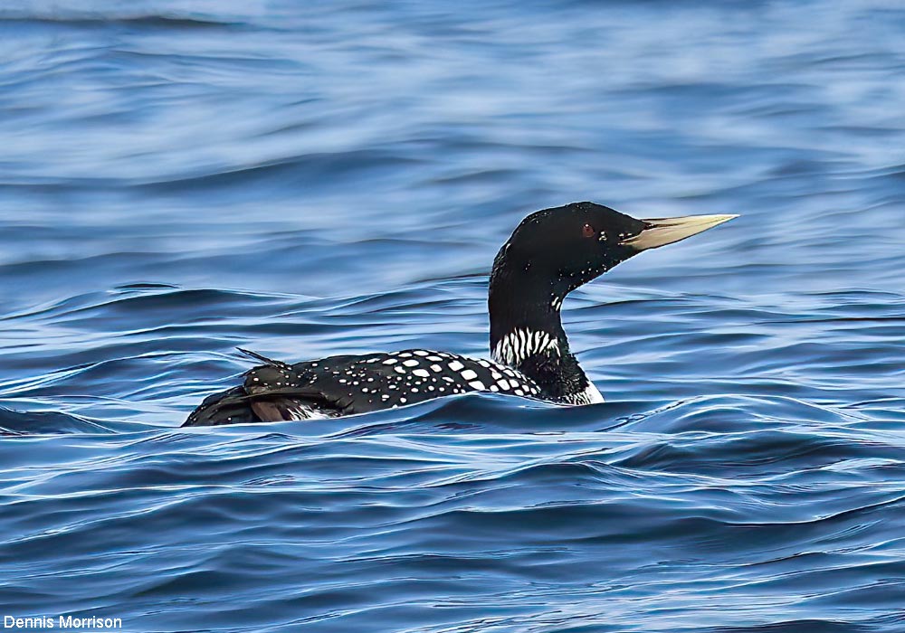 Plongeon à bec blanc (Gavia adamsii) adulte en plumage nuptial