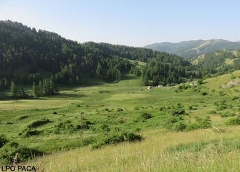 Vue de l'habitat du Râle des genêts (Crex crex) dans la commune de Péone (Alpes-Maritimes) 