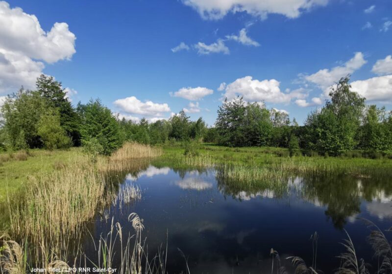 Observer les oiseaux du lac de Saint-Cyr, le plus grand plan d’eau du département de la Vienne