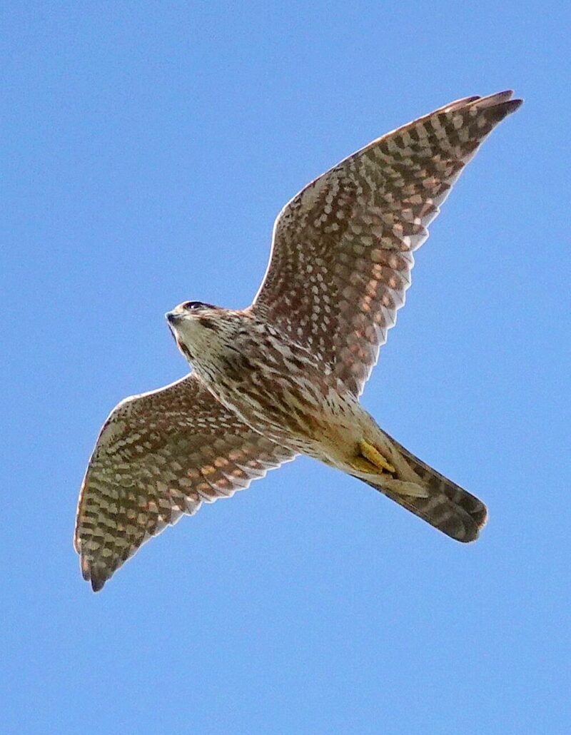 Faucon émerillon en migration