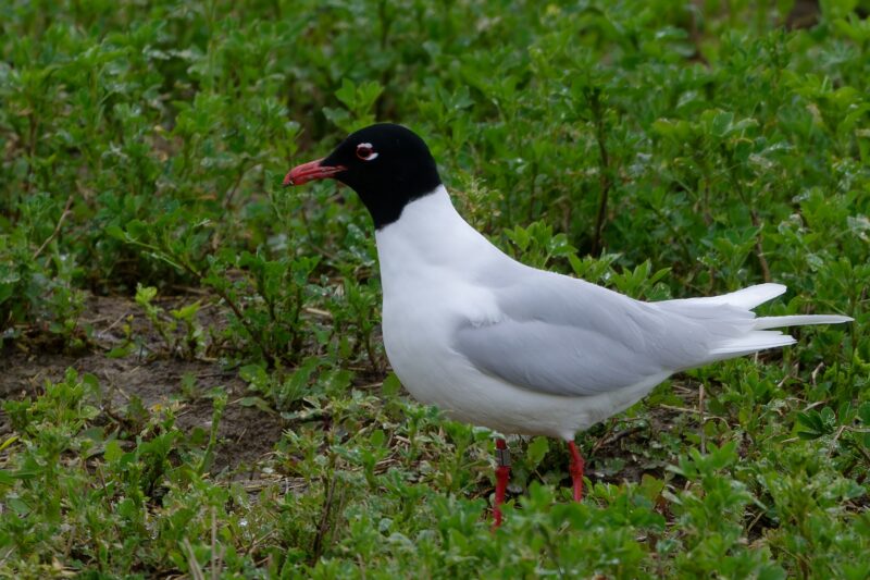 Mouette mélanocéphale