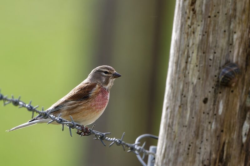 Linotte mélodieuse mâle