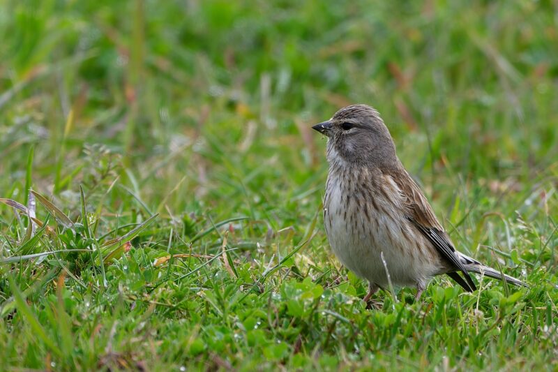 Linotte mélodieuse femelle