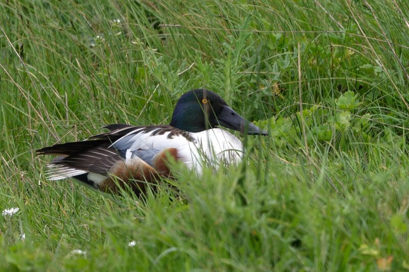 Canard souchet mâle