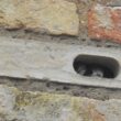 Edward Mayer (Swift Conservation) nous en dit plus sur les briques-nichoirs pour martinets