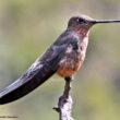 Le plus grand colibri du monde est une nouvelle espèce : le Colibri géant du Nord ou Patagon chaski