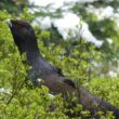 Le programme de renforcement de la population vosgienne de Grands Tétras à partir d'oiseaux norvégiens a débuté et pourrait peut-être réussir