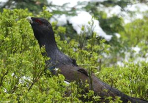Grand Tétras (Tetrao urogallus) mâle