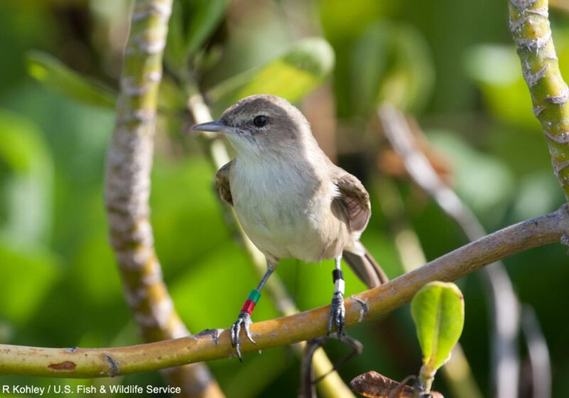 La Rousserolle obscure prospère à nouveau sur l’île hawaïenne de Laysan, près de cent ans après après sa disparition