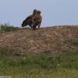 La population turque d’Aigles des steppes serait plus importante qu’on ne le pensait