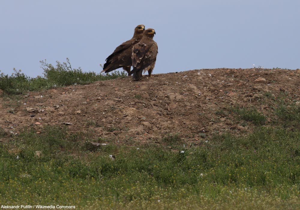 Aigles des steppes (Aquila nipalensis)