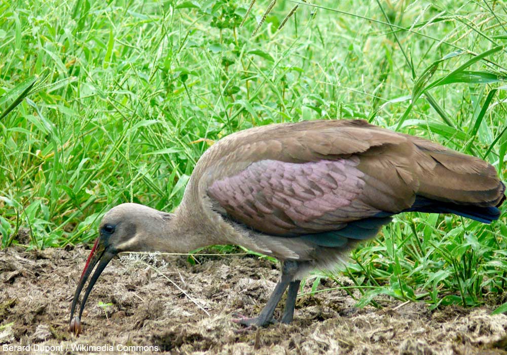 Ibis hagedash (Bostrychia hagedash)
