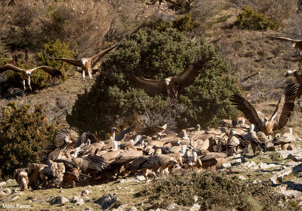 Vautours fauves (Gyps fulvus)