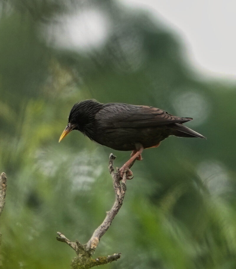 Étourneau unicolore en Espagne