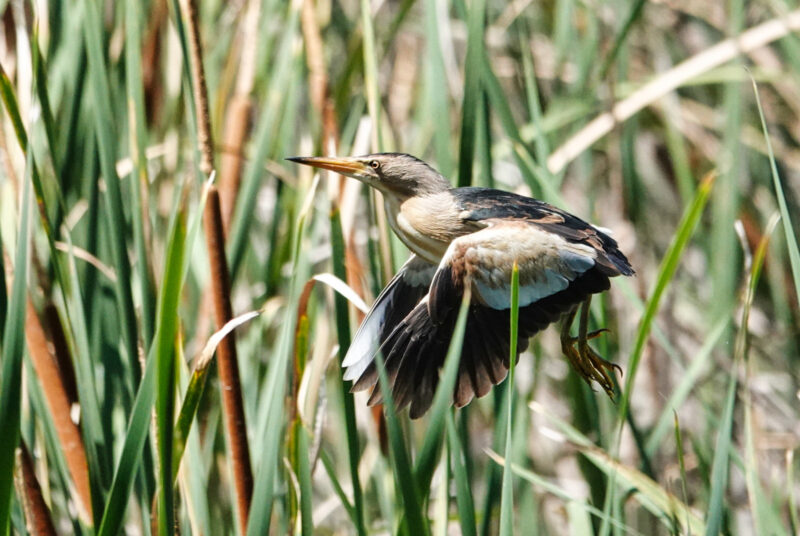 Blongios nain à Séville