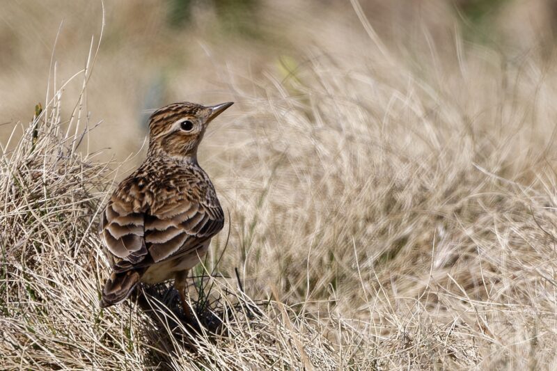 Alouette lulu sur le Sancy