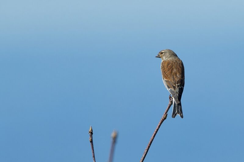 Linotte mélodieuse mâle sur le Sancy