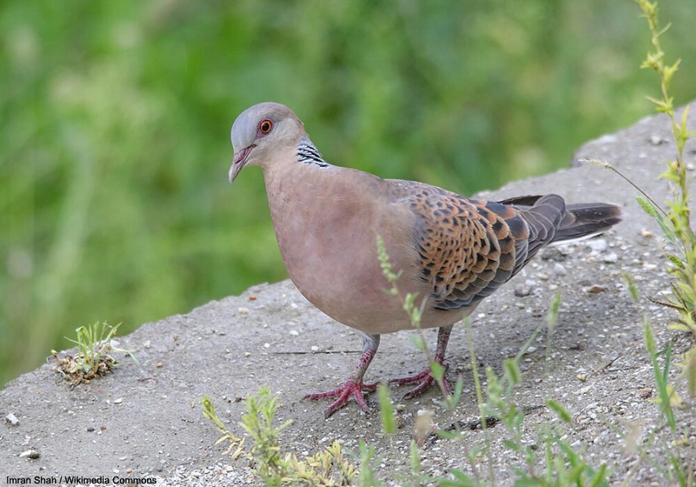 Tourterelle orientale (Streptopelia orientalis)