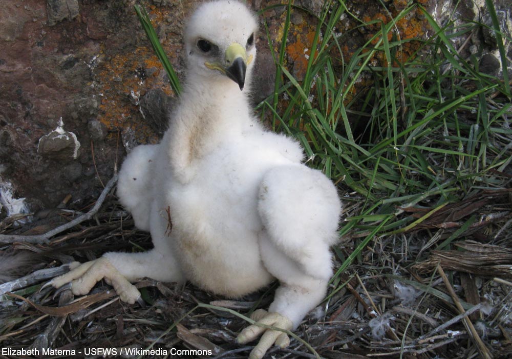 Poussin d'Aigle royal (Aquila chrysaetos)