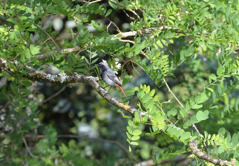 Rougequeue noir mâle