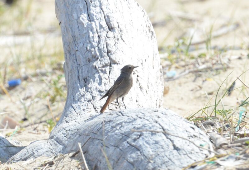 Rougequeue noir au bord de l&rsquo;océan