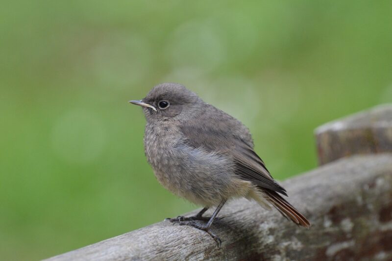 Rougequeue noir juvénile