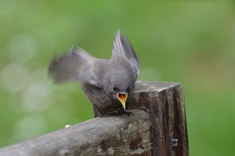 Rougequeue noir juvénile