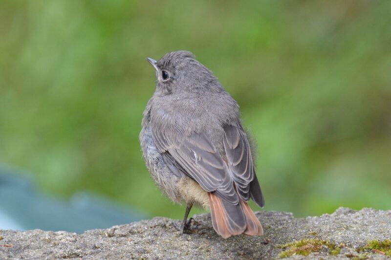 Rougequeue noir juvénile
