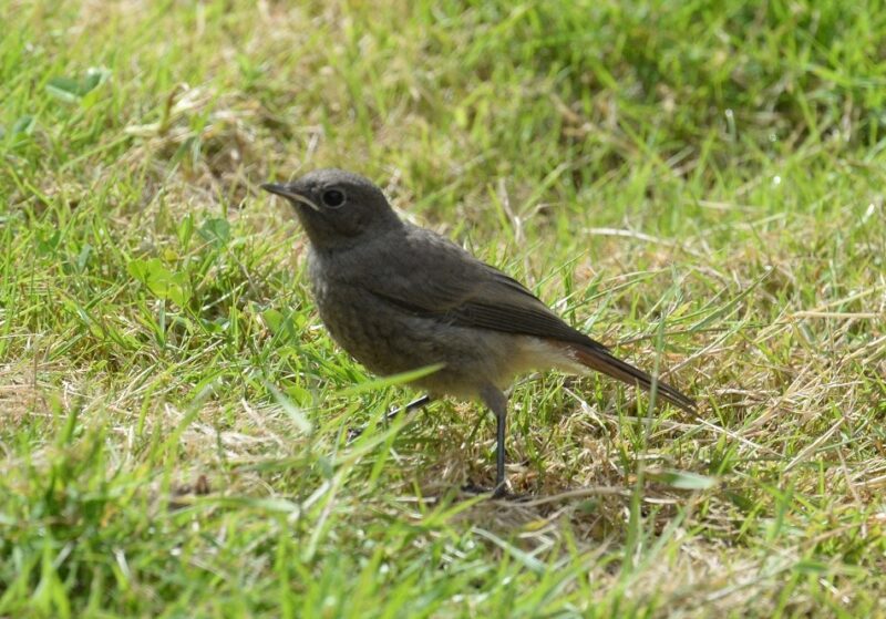 Rougequeue noir juvénile