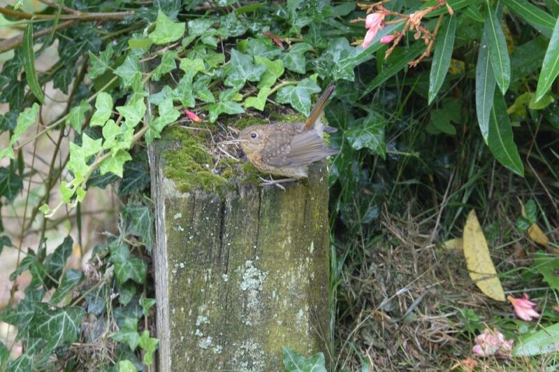 Rougegorge familier juvénile