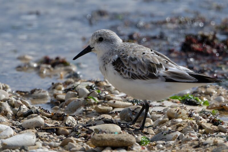 Bécasseau sanderling