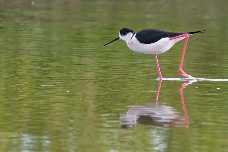 Échasse blanche sur l’Île de Ré