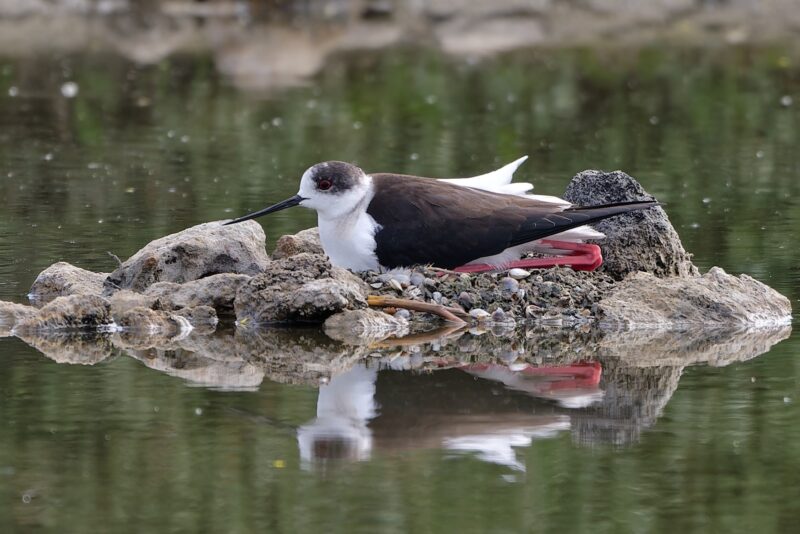 Échasse blanche au nid
