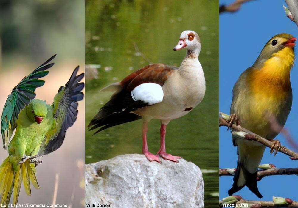 Perruche à collier (Psittacula krameri), Ibis sacré (Threskiornis aethiopicus) et Léiothrix jaune (Leiothrix lutea)