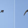 Le village de Minerve et ses environs (Hérault), un bon secteur pour observer le Martinet cafre en été