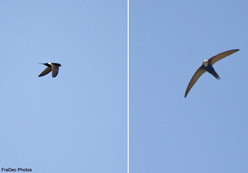 Le village de Minerve et ses environs (Hérault), un bon secteur pour observer le Martinet cafre en été