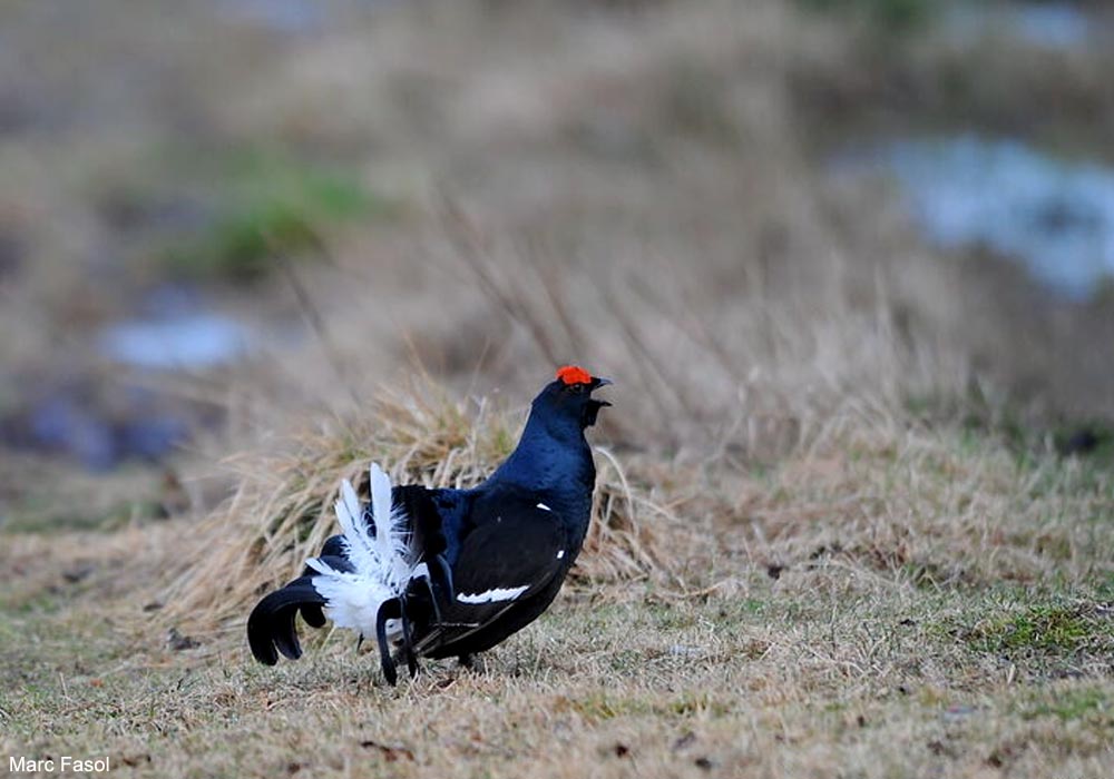 Tétras lyre (Lyrurus tetrix) mâle paradant