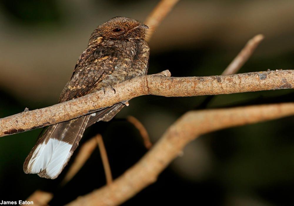 Engoulevent de Timor (Caprimulgus ritae) mâle