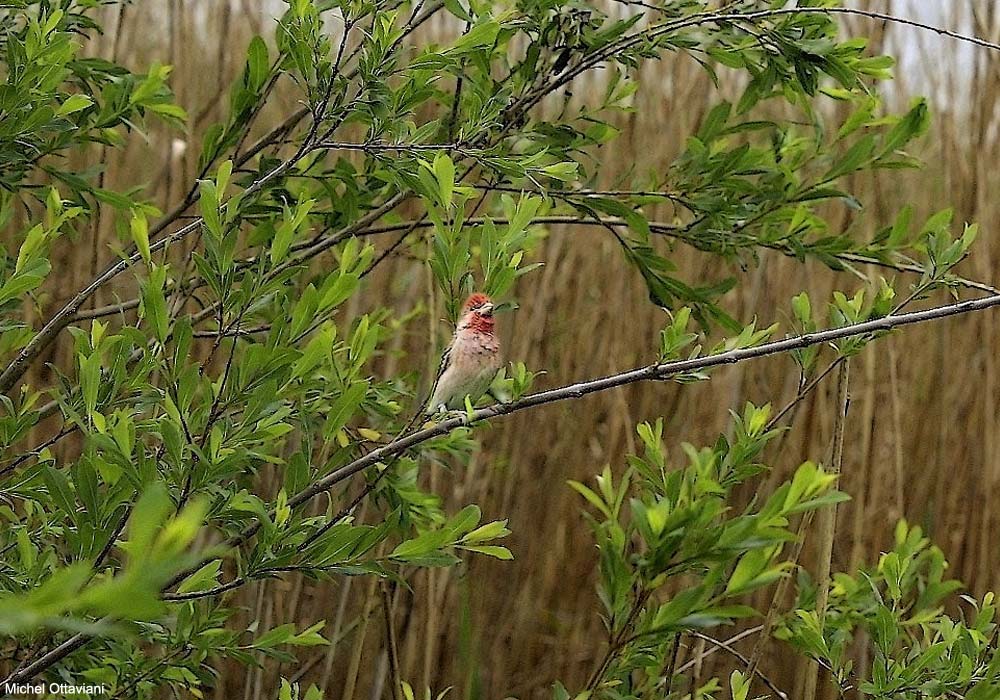 Roselin cramoisi (Carpodacus erythrinus) chanteur