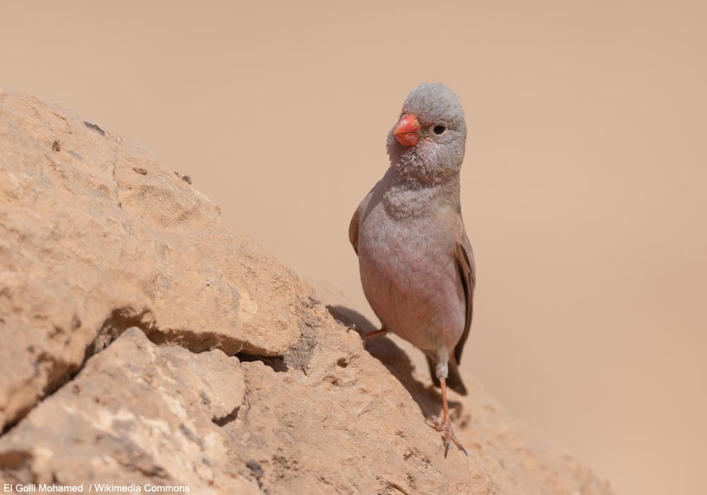 Roselin githagine (Bucanetes githagineus)