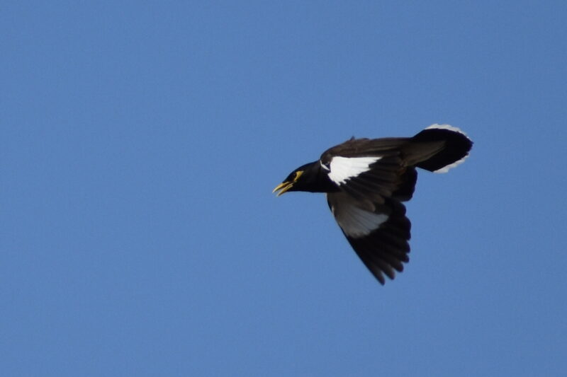 Martin triste à l&rsquo;envol sur la place Tamerlan