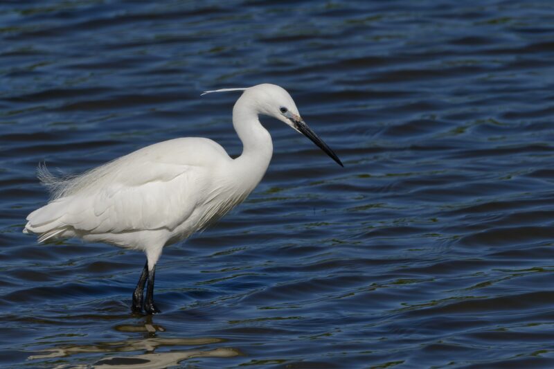 Aigrette garzette